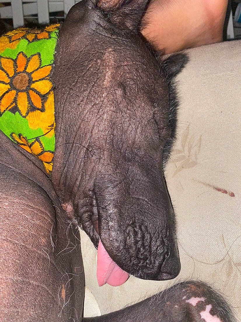 Guapo is registered to the contest to win money with this photo: canidae, carnivore, dog, dog_breed, ear, fawn, felidae, foot, fur, gesture, human_leg, liver, nail, paw, snout, sporting_group, tail, thigh, whiskers, working_animal