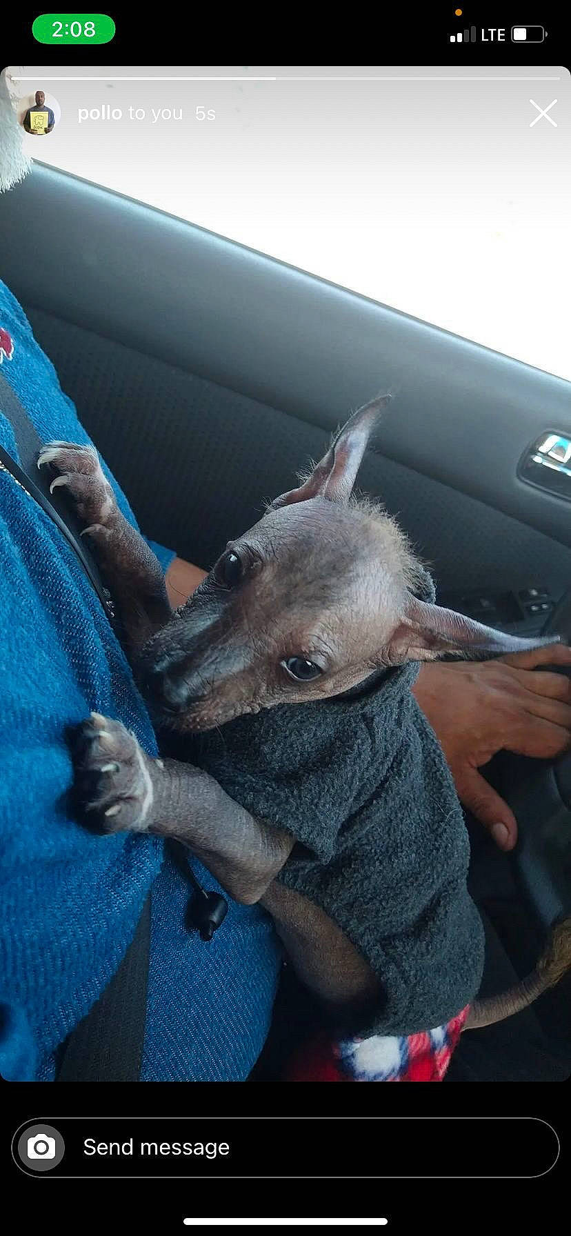 Guapo joined the competition — help win amazing prizes! auto_part, automotive_window_part, car, comfort, dog_breed, driving, electric_blue, family_car, fawn, finger, fur, gesture, hand, sky, snout, vehicle, vehicle_door, windshield