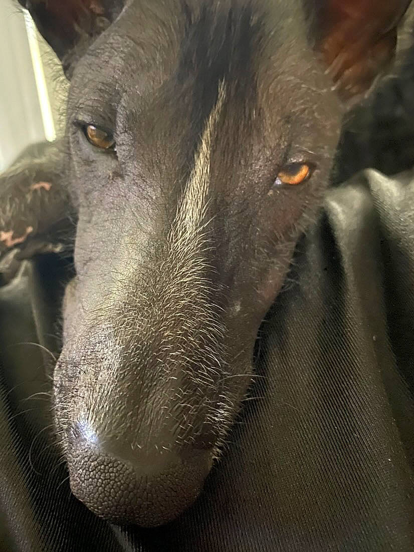 Guapo is registered to the contest to win money with this photo: carnivore, dog, dog_breed, ear, fur, grey, snout, terrestrial_animal, whiskers, working_animal