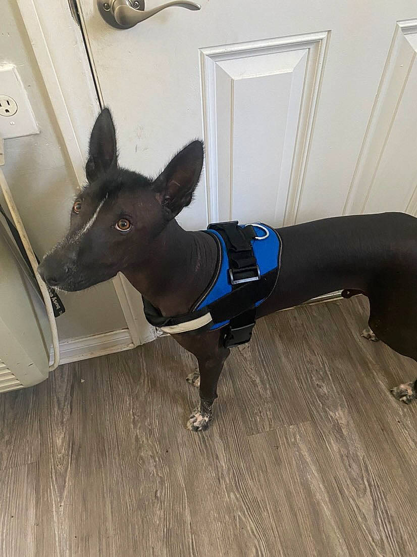 Guapo is registered to the contest to win money with this photo: active_pants, canidae, carnivore, collar, companion_dog, dog, dog_breed, dog_collar, dog_supply, electric_blue, fashion_accessory, fawn, floor, flooring, grey, pet_supply, snout, sporting_group, tail, working_animal