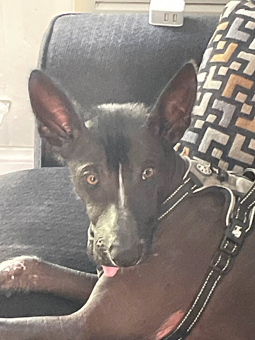 Guapo joined the competition — help win amazing prizes! art, bag, canidae, carnivore, collar, companion_dog, dog, dog_breed, dog_collar, dog_supply, ear, fashion_accessory, fawn, font, metal, snout, sporting_group, toy_dog, whiskers, working_animal