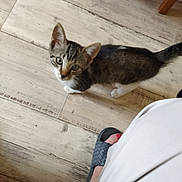 Nono a rejoint le concours — aidez-le/la à gagner de superbes lots ! animal, cat, curious, domestic_cat, feline, floor, foot, gray_slipper, home, house, indoor, kitten, looking_up, pet, slipper, striped_cat, tabby, white_paws, wooden_floor, young_cat