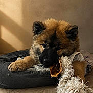 Bali a rejoint le concours — aidez-le/la à gagner de superbes lots ! animal, black_muzzle, brown_fur, chewing, cozy, dog, dog_bed, eyes, face, fluffy, indoors, lying_down, pet, pointed_ears, portrait, puppy, stuffed_animal, sunlight, toy, wooden_floor