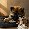 puppy, dog, pet, animal, fluffy, brown_fur, black_muzzle, pointed_ears, face, eyes, lying_down, dog_bed, toy, stuffed_animal, chewing, indoors, sunlight, wooden_floor, cozy, portrait