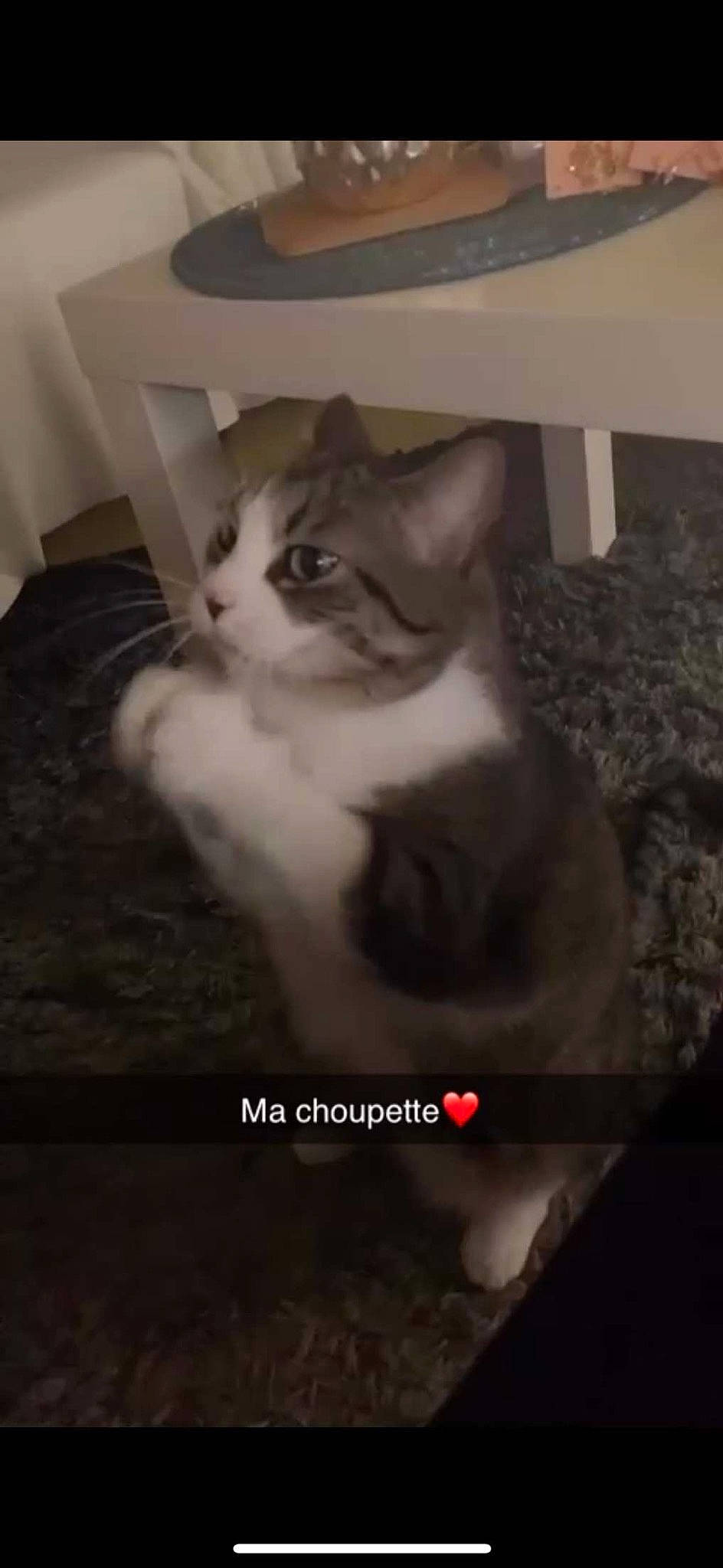 Choupette