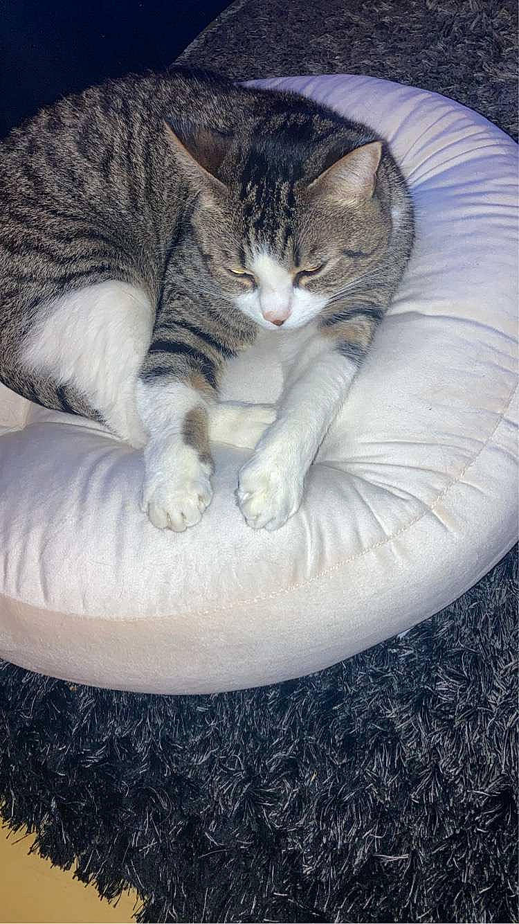 Choupette participe au concours pour gagner de l'argent avec cette photo : bean_bag, carnivore, cat, cat_bed, cat_supply, claw, comfort, domestic_short_haired_cat, eye, felidae, fur, nap, paw, sitting, sleep, small_to_medium_sized_cats, snout, tail, terrestrial_animal, whiskers