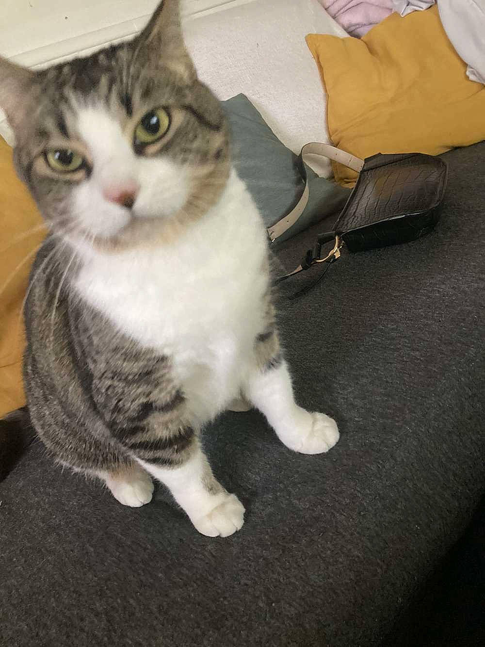 Choupette a rejoint le concours — aidez-le/la à gagner de superbes lots ! bag, carnivore, cat, claw, comfort, domestic_short_haired_cat, felidae, foot, fur, paw, sitting, small_to_medium_sized_cats, snout, tail, whiskers