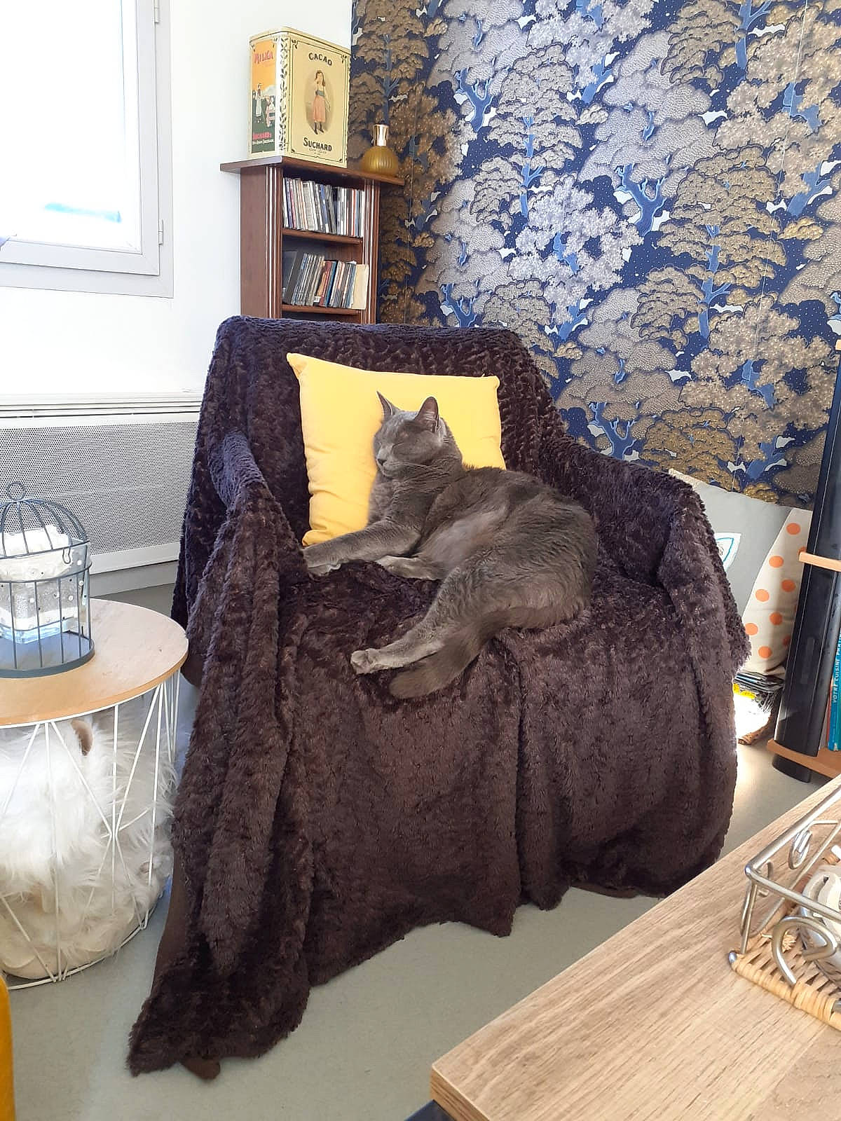Belito a rejoint le concours — aidez-le/la à gagner de superbes lots ! bedding, blue, cat, chair, comfort, felidae, floor, flooring, grey, hardwood, interior_design, linens, living_room, picture_frame, purple, room, small_to_medium_sized_cats, table, window, wood