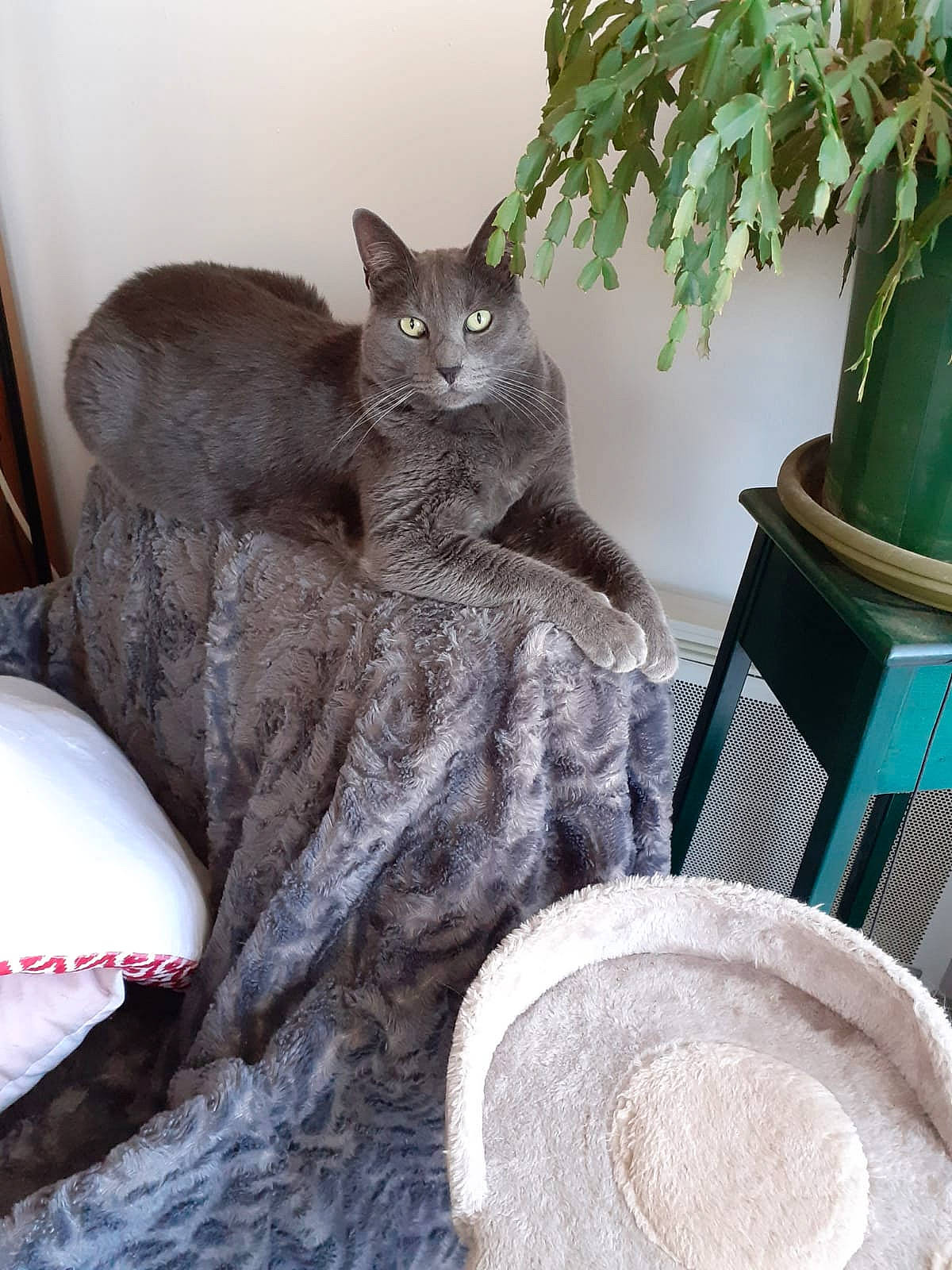 Belito a rejoint le concours — aidez-le/la à gagner de superbes lots ! black_cat, carnivore, cat, cat_supply, chair, comfort, dishware, domestic_short_haired_cat, felidae, flowerpot, fur, grey, houseplant, room, serveware, small_to_medium_sized_cats, tableware, tail, whiskers, wood