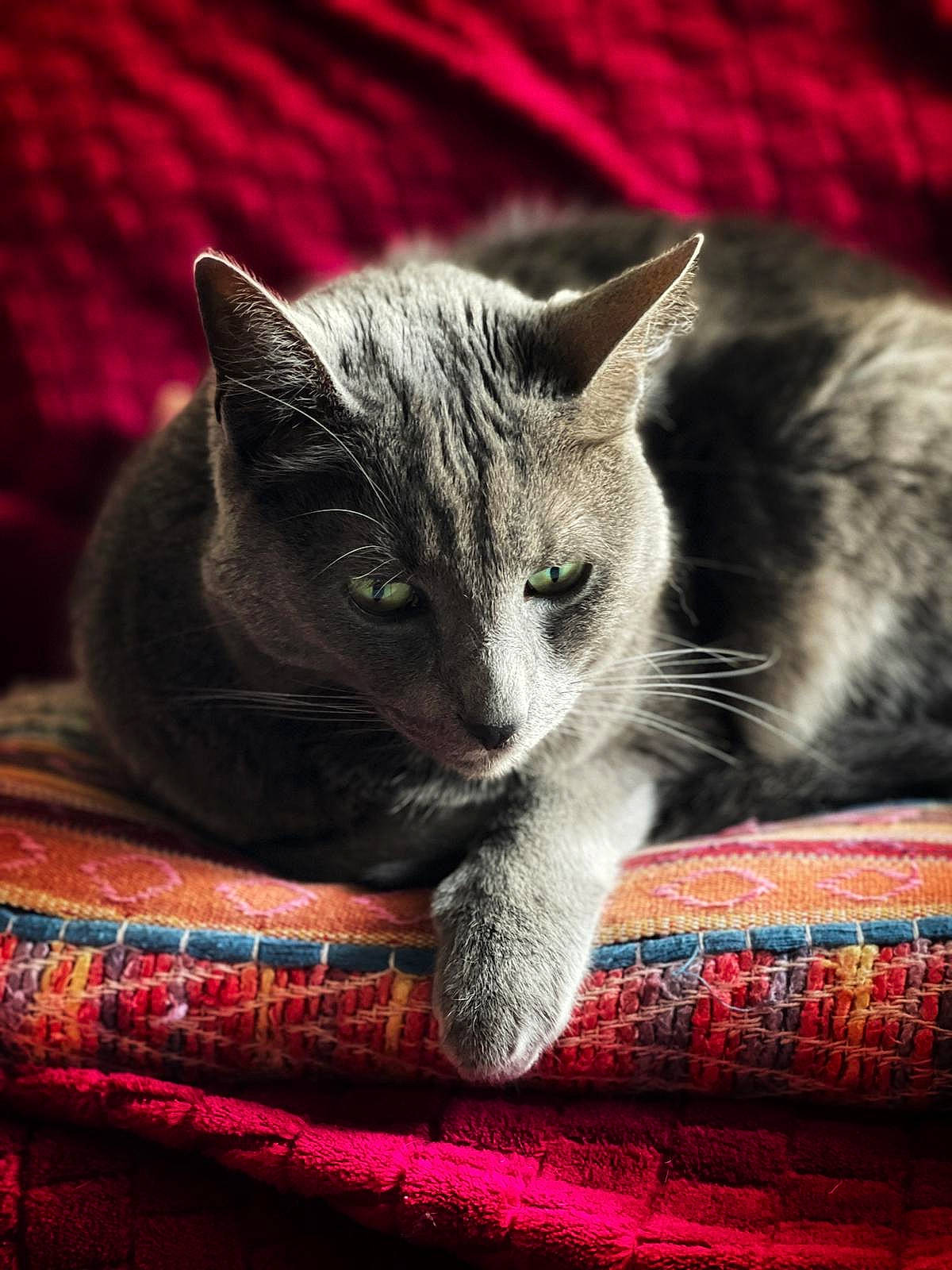 Belito a rejoint le concours — aidez-le/la à gagner de superbes lots ! carnivore, cat, cat_supply, cat_toy, comfort, domestic_short_haired_cat, felidae, fur, grey, linens, mammal, pattern, paw, plaid, small_to_medium_sized_cats, snout, textile, vertebrate, whiskers, woven_fabric