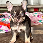Gucci is registered to the contest to win money with this photo: puppy, dog, french_bulldog, pet, animal, cute, ears, floor, blanket, indoor, young, fur, small, curious, looking, legs, adorable, canine, companion, domestic