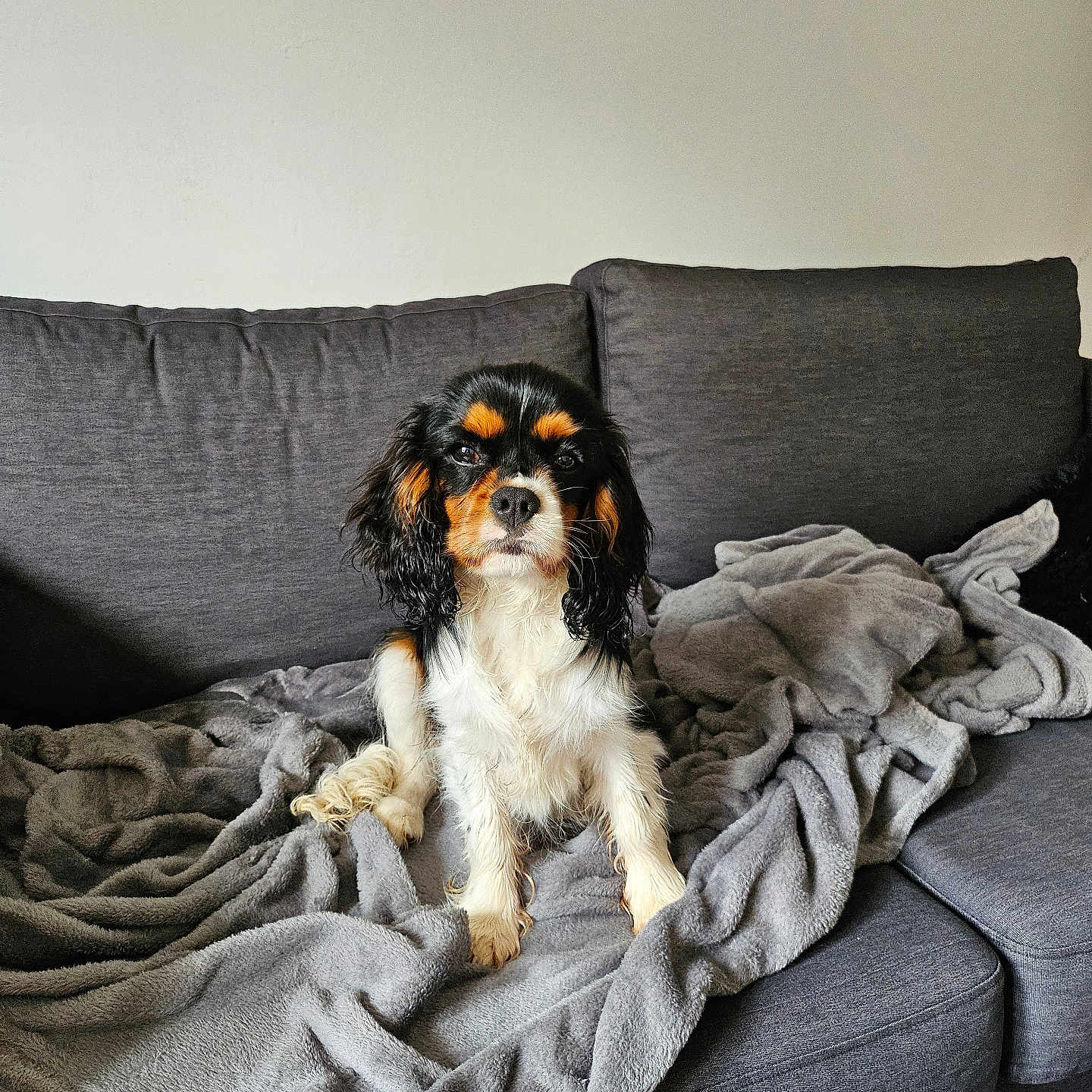 Uno a rejoint le concours — aidez-le/la à gagner de superbes lots ! animal, bed, bedroom, blanket, canine, cockerspaniel, couch, cushion, dog, dogbed, furniture, homedecor, indoors, linen, papillon, pet, pillow, puppy, quilt, room