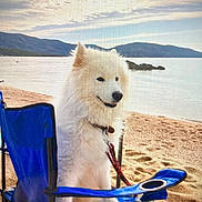 Pyka participe au concours pour gagner de l'argent avec cette photo : dog, white_dog, beach, sand, blue_chair, leash, outdoor, nature, mountains, water, sky, clouds, pet, animal, summer, vacation, relaxation, canine, seaside, daytime