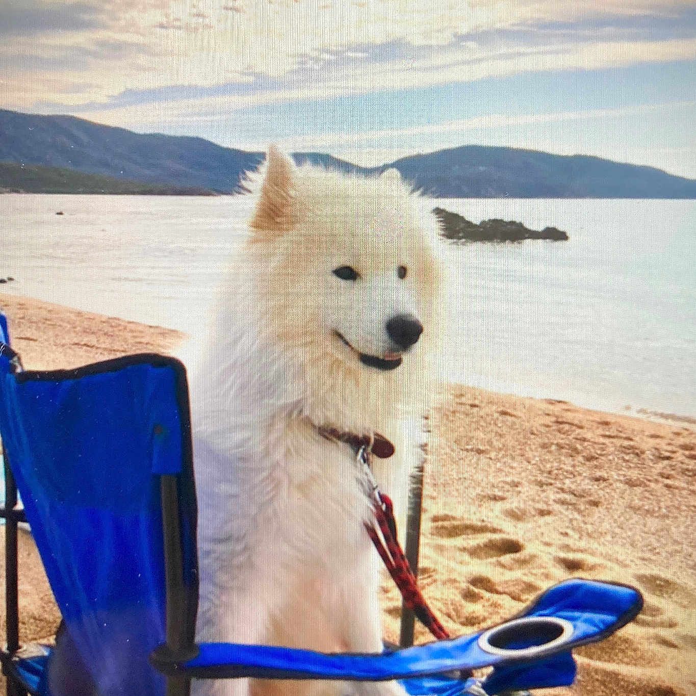 Pyka participe au concours pour gagner de l'argent avec cette photo : animal, beach, blue_chair, canine, clouds, daytime, dog, leash, mountains, nature, outdoor, pet, relaxation, sand, seaside, sky, summer, vacation, water, white_dog