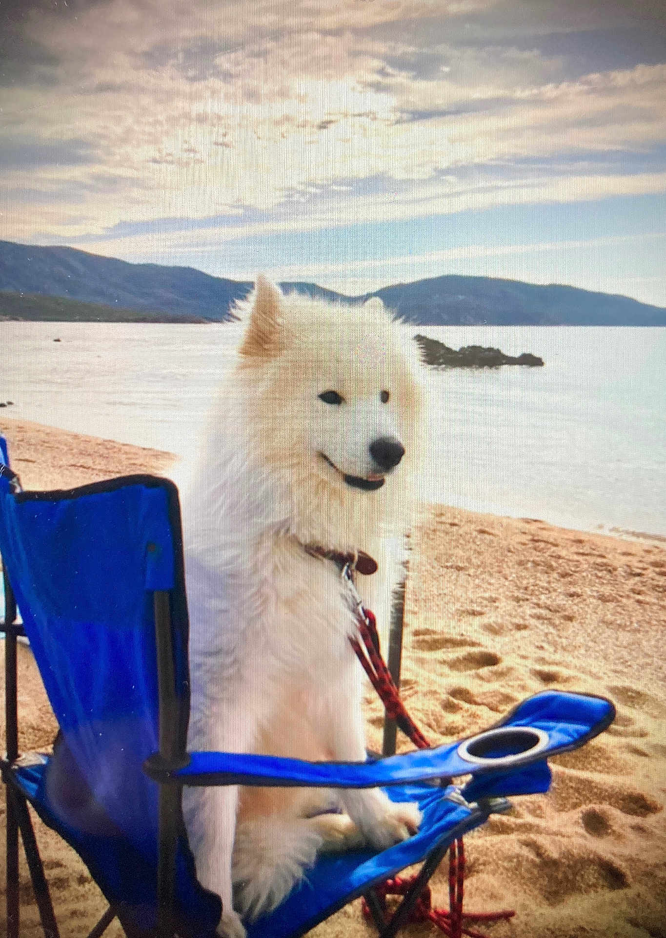 Pyka participe au concours pour gagner de l'argent avec cette photo : dog, white_dog, beach, sand, blue_chair, leash, outdoor, nature, mountains, water, sky, clouds, pet, animal, summer, vacation, relaxation, canine, seaside, daytime