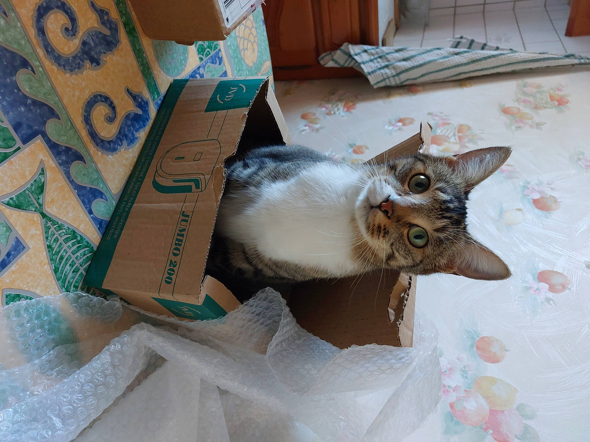 Bounty participe au concours pour gagner de l'argent avec cette photo : box, cardboard, carnivore, cat, domestic_short_haired_cat, fawn, felidae, fur, packaging_and_labeling, paper, paper_product, room, shipping_box, small_to_medium_sized_cats, tail, thai, tonkinese, whiskers, wood