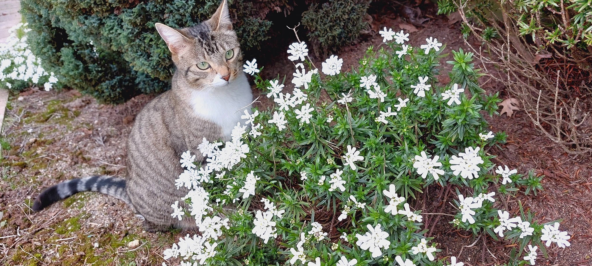 Bounty participe au concours pour gagner de l'argent avec cette photo : annual_plant, carnivore, cat, domestic_short_haired_cat, fawn, felidae, flower, flowering_plant, fur, grass, groundcover, herbaceous_plant, petal, plant, shrub, small_to_medium_sized_cats, tail, terrestrial_animal, tree, whiskers