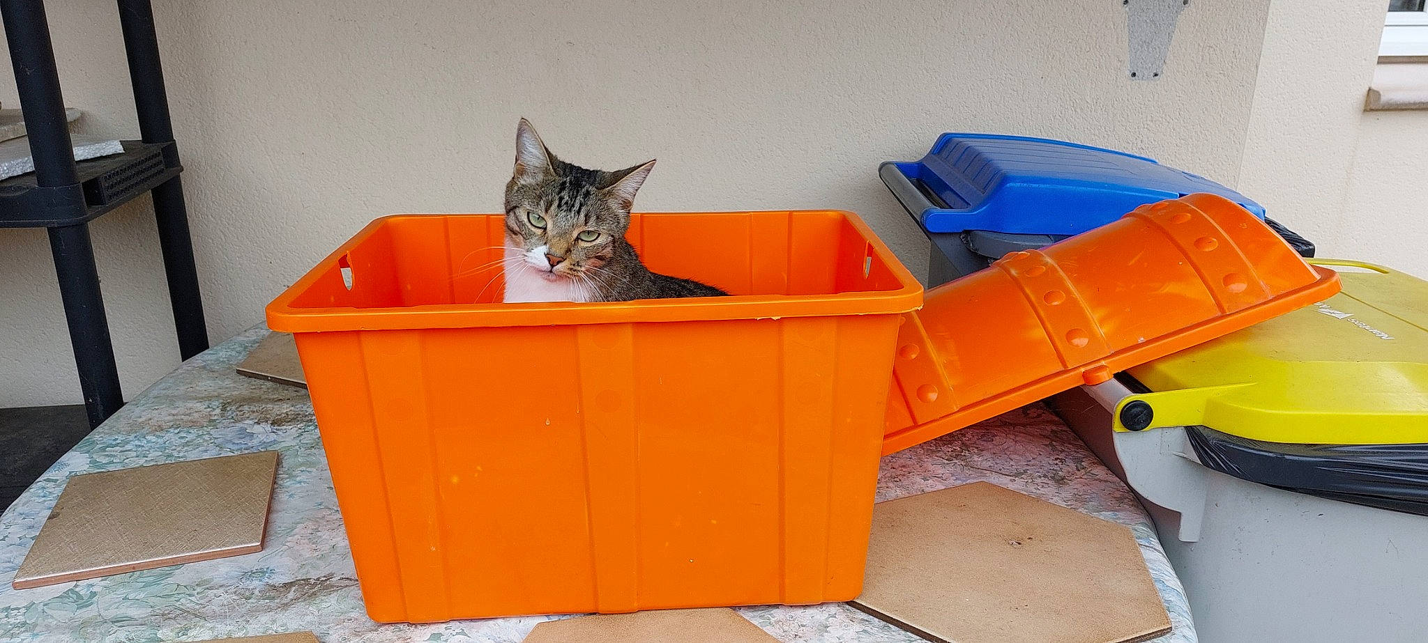 Bounty participe au concours pour gagner de l'argent avec cette photo : box, carnivore, cat, cat_supply, domestic_short_haired_cat, felidae, flowerpot, pet_supply, plastic, plywood, rectangle, room, small_to_medium_sized_cats, tail, waste_containment, whiskers, wood