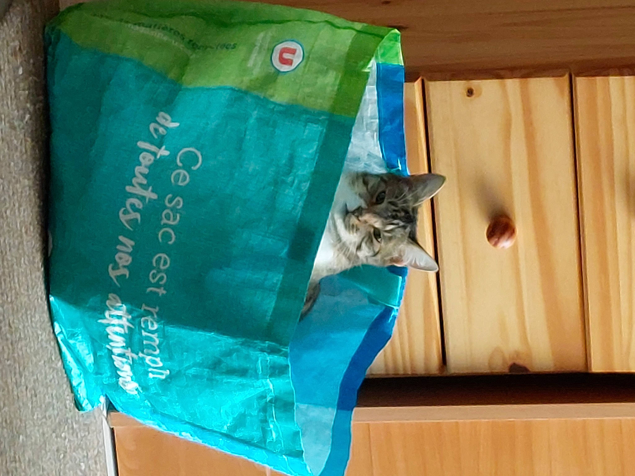 Bounty participe au concours pour gagner de l'argent avec cette photo : bag, carnivore, cat, cat_supply, domestic_short_haired_cat, electric_blue, felidae, font, green, hardwood, linens, mammal, packaging_and_labeling, paper, paper_bag, small_to_medium_sized_cats, tail, textile, whiskers, wood