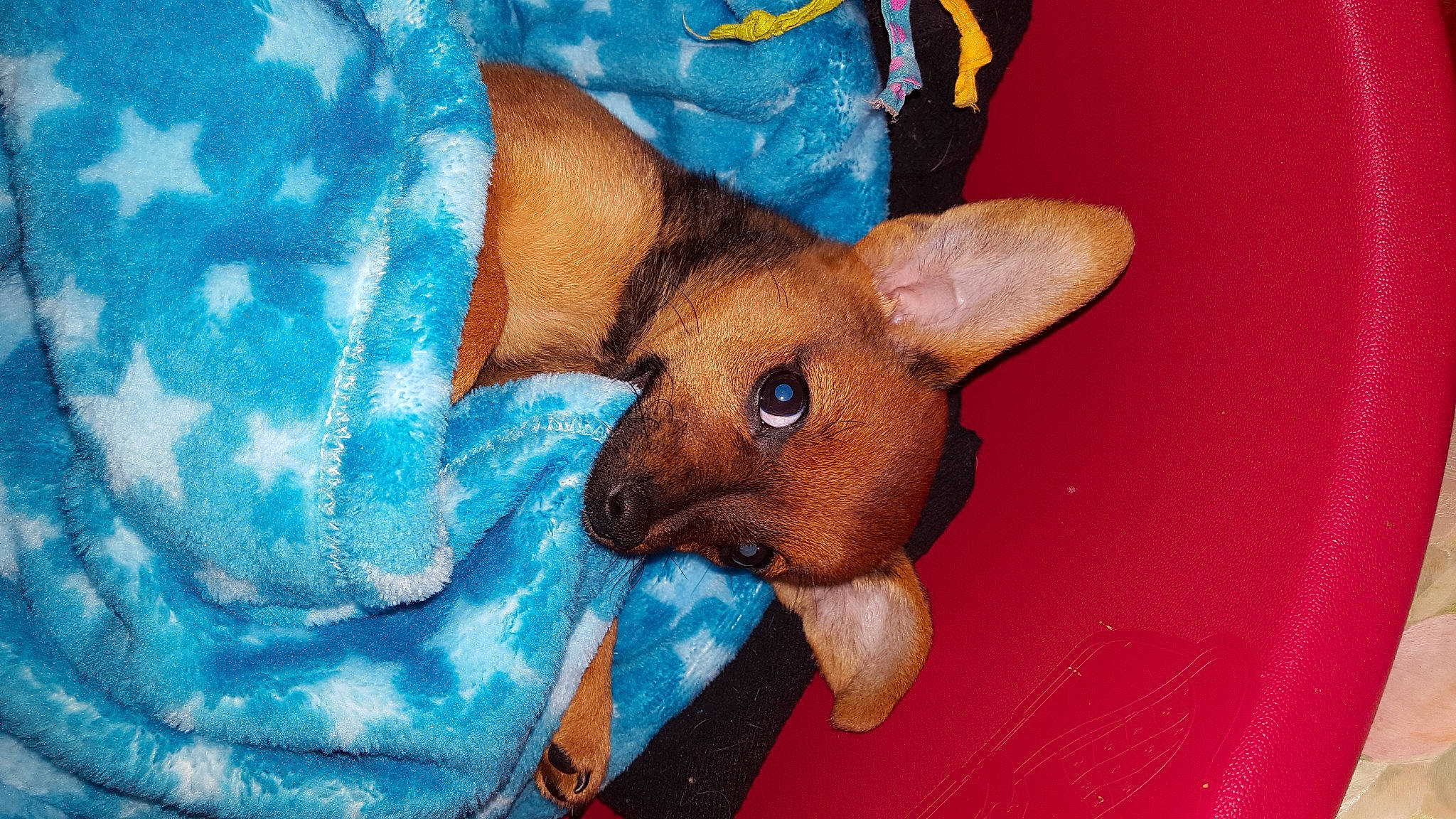 Roxy participe au concours pour gagner de l'argent avec cette photo : art, blue, canidae, carnivore, companion_dog, dog, dog_breed, dog_supply, electric_blue, fawn, fur, liver, paint, painting, snout, sporting_group, terrestrial_animal, toy_dog, whiskers, working_animal