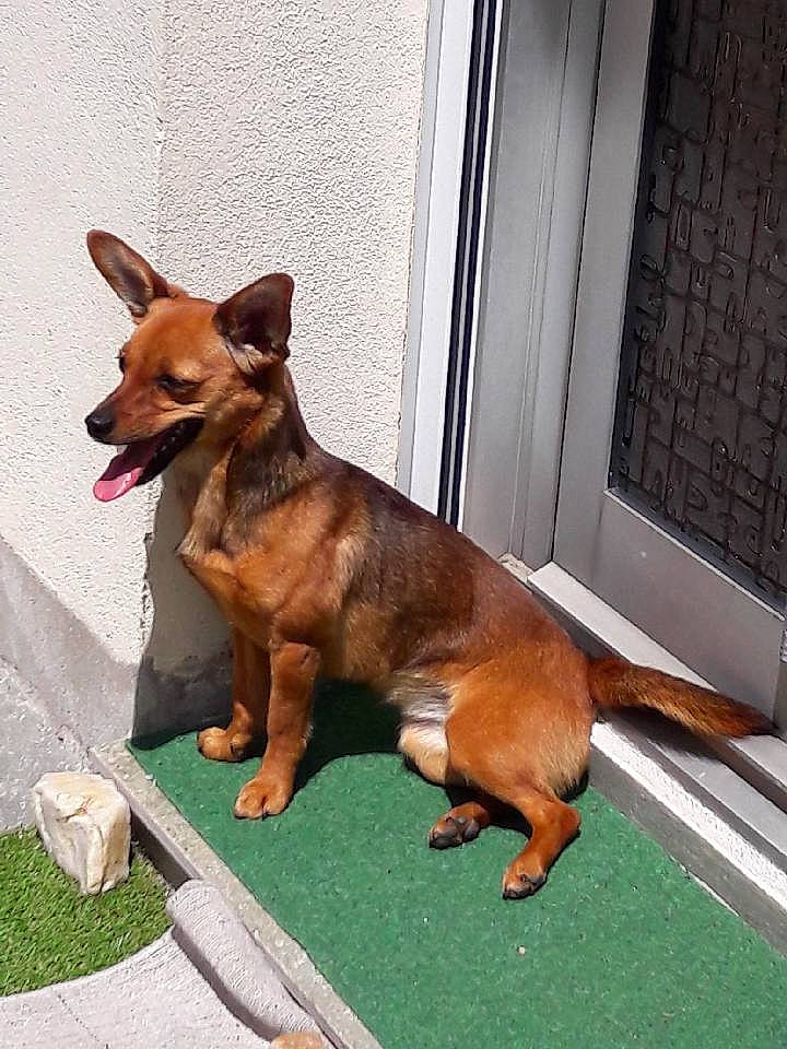 Roxy a rejoint le concours — aidez-le/la à gagner de superbes lots ! ancient_dog_breeds, canidae, carnivore, companion_dog, dog, dog_breed, dog_supply, fawn, liver, pet_supply, pinscher, prazsky_krysarik, sporting_group, tail, terrestrial_animal, toy_dog, window, working_animal, working_dog