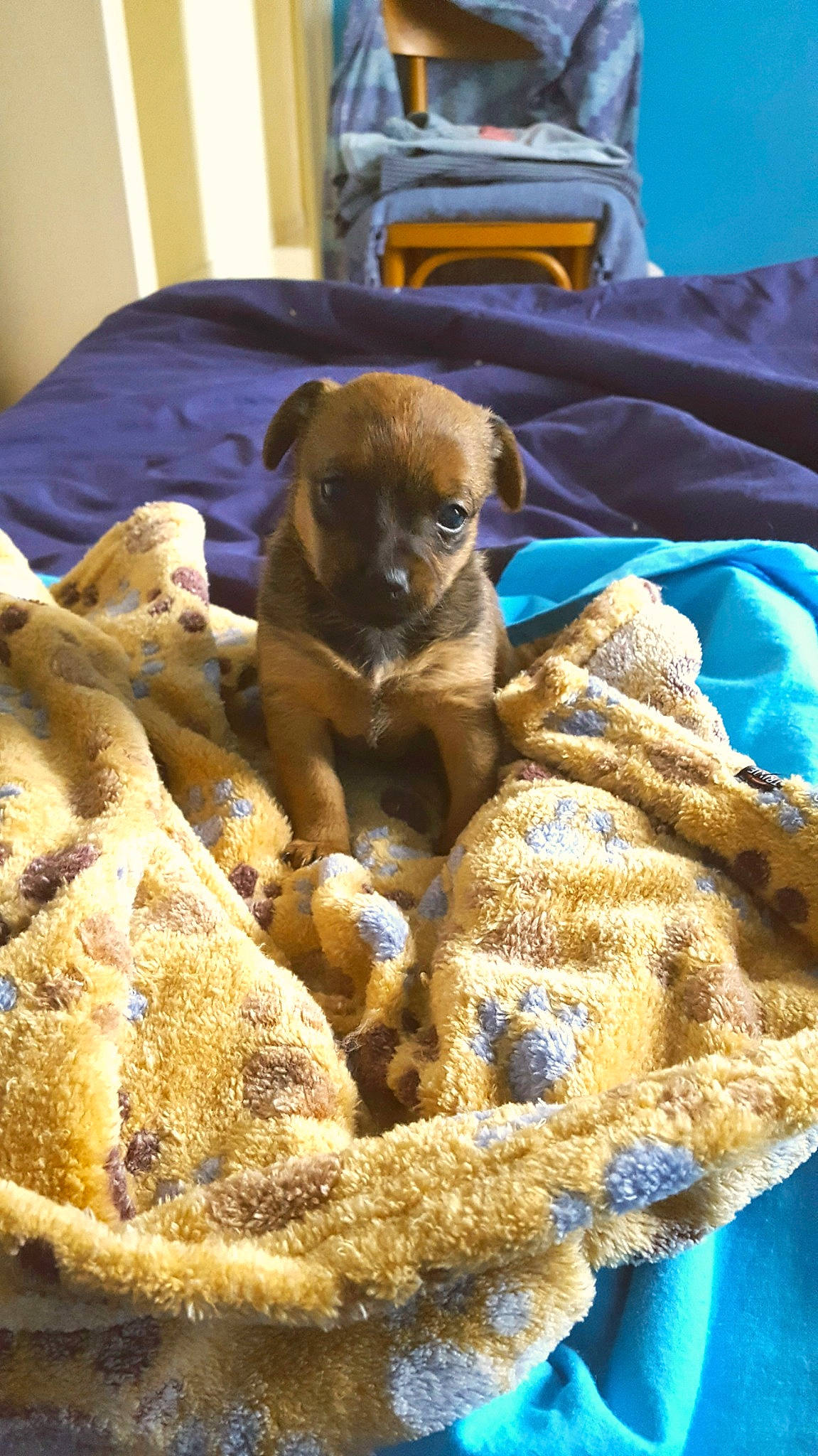 Roxy a rejoint le concours — aidez-le/la à gagner de superbes lots ! art, blue, canidae, carnivore, comfort, companion_dog, dog, dog_breed, electric_blue, fawn, fur, linens, mammal, nap, paw, sporting_group, terrestrial_animal, toy_dog, wood, working_animal