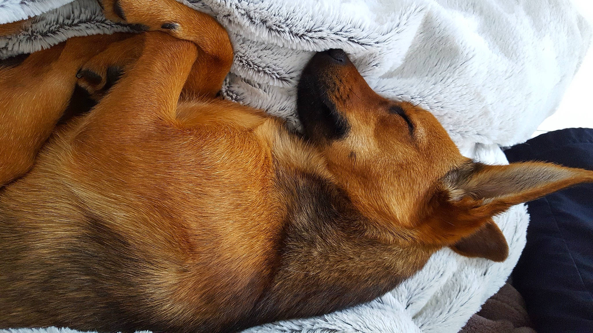 Roxy participe au concours pour gagner de l'argent avec cette photo : canidae, carnivore, comfort, companion_dog, dog, dog_bed, dog_breed, ear, fur, human_leg, liver, nap, paw, sporting_group, tail, terrestrial_animal, whiskers, wildlife, wood, working_animal