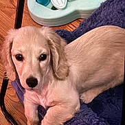 Schnitzel is registered to the contest to win money with this photo: puppy, dog, pet, light_fur, blanket, purple_blanket, floor, wooden_floor, toy, indoor, cute, animal, young_dog, relaxed, looking_at_camera, furry, ears, paw, comfortable, home