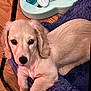 puppy, dog, pet, light_fur, blanket, purple_blanket, floor, wooden_floor, toy, indoor, cute, animal, young_dog, relaxed, looking_at_camera, furry, ears, paw, comfortable, home