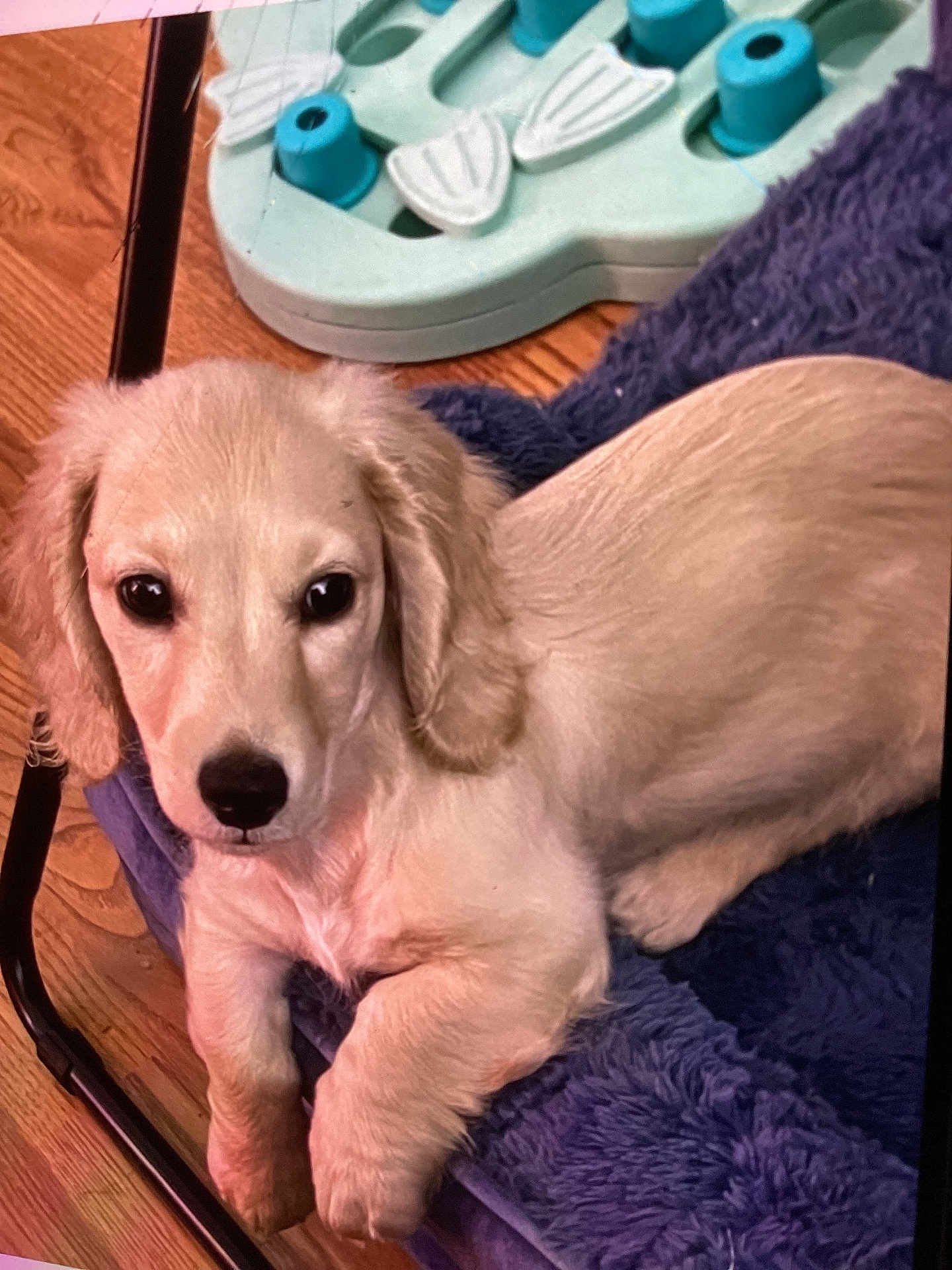 Schnitzel is registered to the contest to win money with this photo: puppy, dog, pet, light_fur, blanket, purple_blanket, floor, wooden_floor, toy, indoor, cute, animal, young_dog, relaxed, looking_at_camera, furry, ears, paw, comfortable, home
