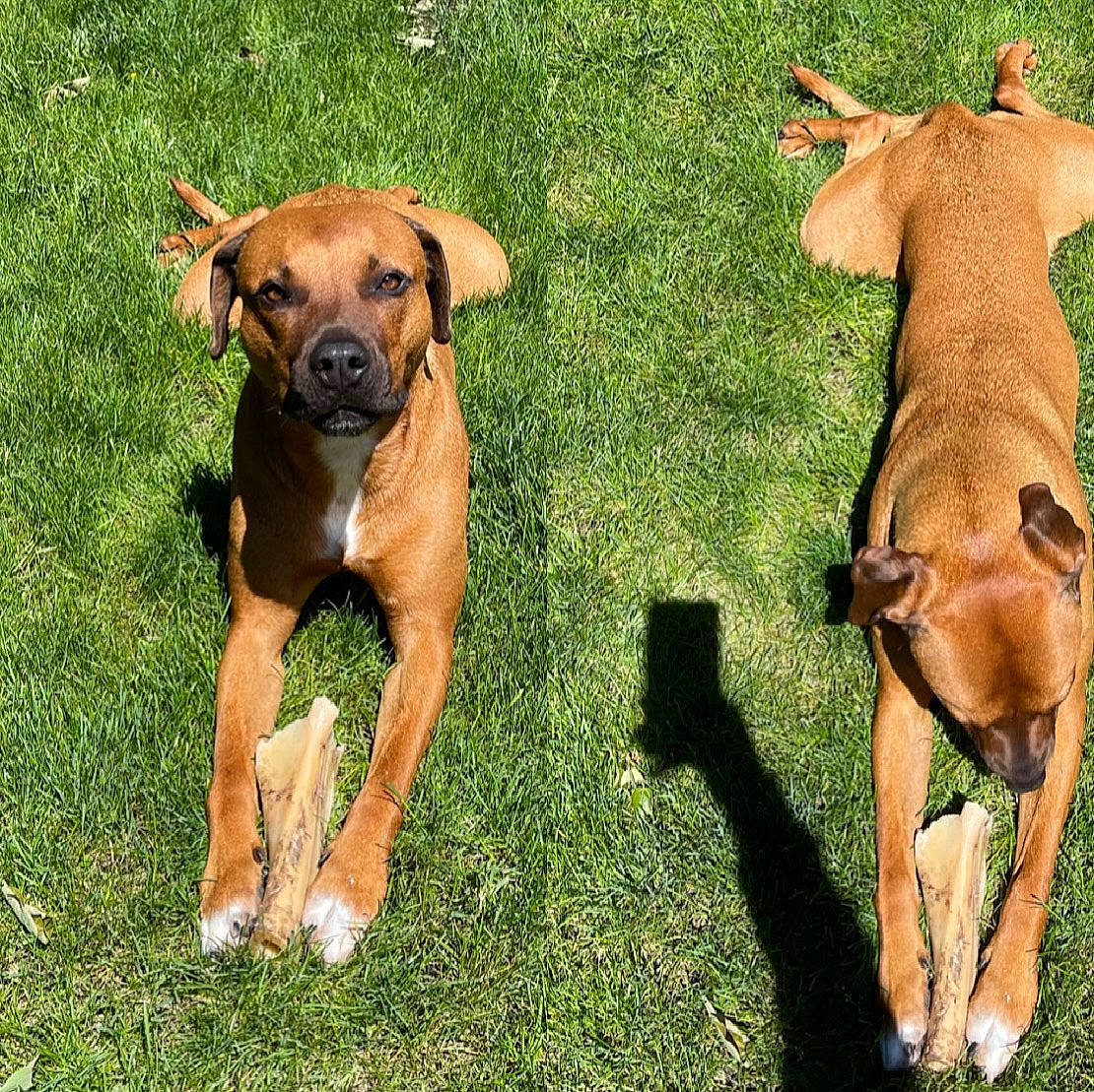 Bumi is registered to the contest to win money with this photo: ancient_dog_breeds, canidae, carnivore, collar, companion_dog, dog, dog_breed, dog_supply, fawn, grass, grassland, hunting_dog, liver, pet_supply, snout, sporting_group, terrestrial_animal, wildlife, working_animal, working_dog