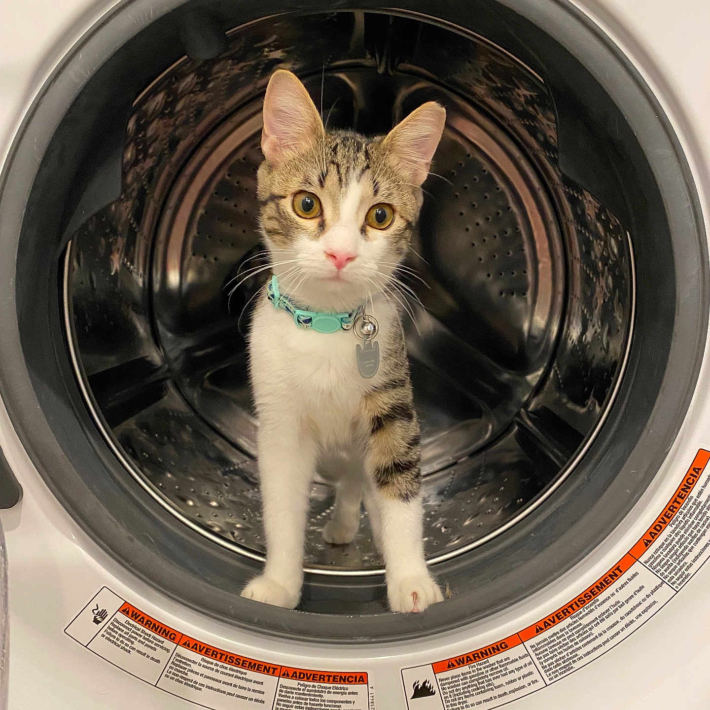 Jax is registered to the contest to win money with this photo: alert, appliance, cat, closeup, collar, curious, domestic_animal, feline, front_view, household, indoor, inside, kitten, looking, metal, pet, tabby, washing_machine, white, young