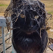 Willie joined the competition — help win amazing prizes! cat, black_cat, spider_web, animal, pet, outdoor, yellow_eyes, close_up, nature, curious, feline, whiskers, autumn, rural, porch, mysterious, wildlife, animal_portrait, web, texture