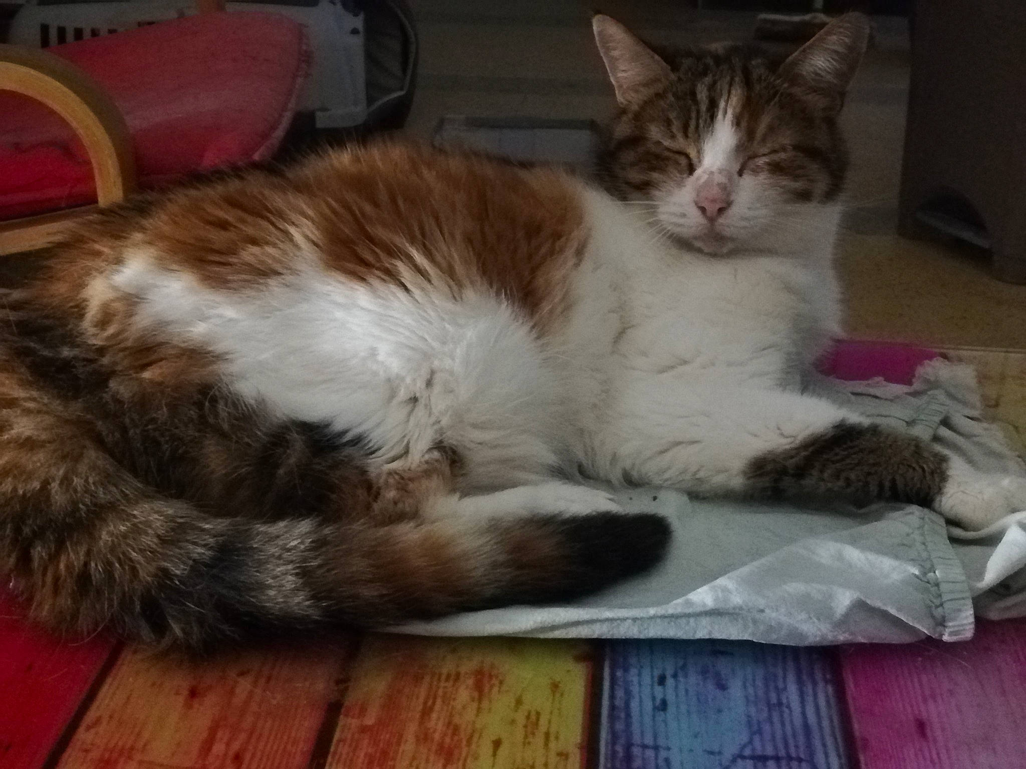 Naïs a rejoint le concours — aidez-le/la à gagner de superbes lots ! carnivore, cat, chair, claw, comfort, domestic_short_haired_cat, fawn, felidae, foot, fur, hardwood, lap, nap, paw, sitting, small_to_medium_sized_cats, snout, tail, whiskers, wood