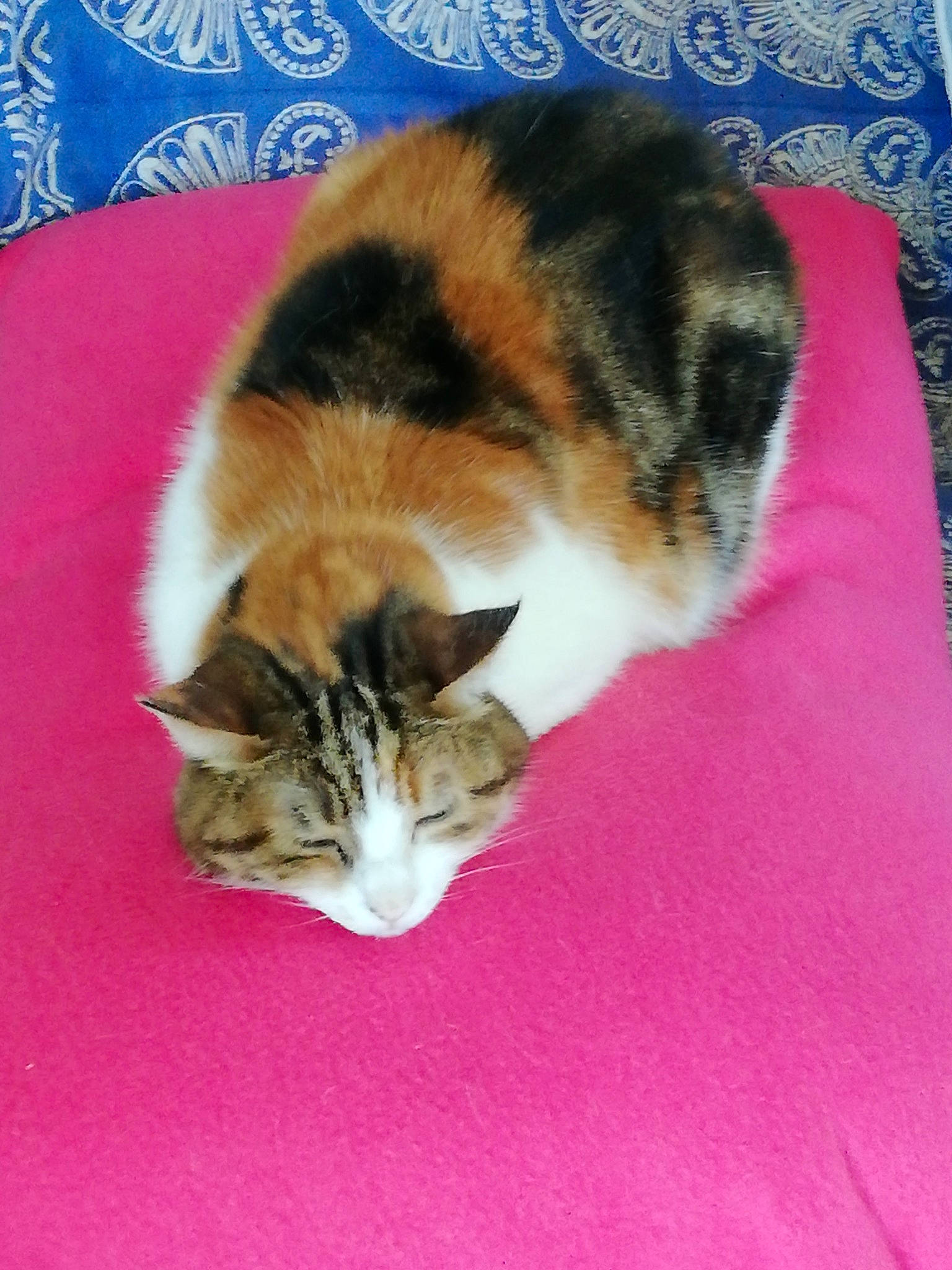 Naïs a rejoint le concours — aidez-le/la à gagner de superbes lots ! carnivore, cat, claw, comfort, domestic_short_haired_cat, fawn, felidae, flooring, fur, grass, nap, paw, plant, sleep, small_to_medium_sized_cats, snout, tail, tree, whiskers, wood