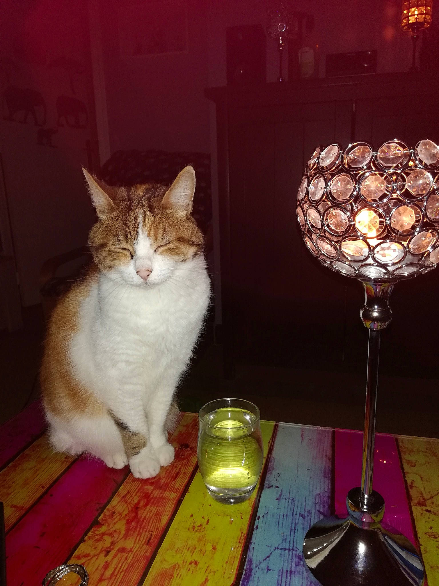 Naïs a rejoint le concours — aidez-le/la à gagner de superbes lots ! candle, carnivore, cat, domestic_short_haired_cat, drinkware, event, felidae, glass, lamp, lampshade, light, lighting, small_to_medium_sized_cats, stemware, table, tail, tints_and_shades, whiskers, window, wood