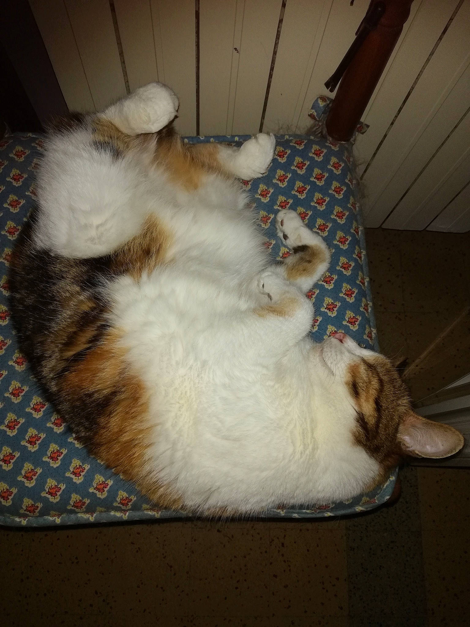 Naïs participe au concours pour gagner de l'argent avec cette photo : carnivore, cat, claw, comfort, companion_dog, dog_breed, domestic_short_haired_cat, fawn, felidae, flooring, fur, mammal, nap, paw, small_to_medium_sized_cats, tail, vertebrate, whiskers