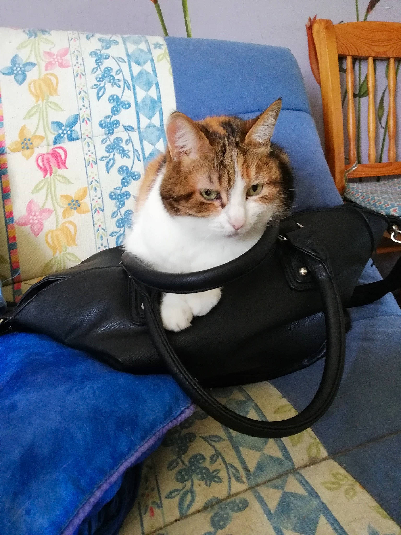 Naïs a rejoint le concours — aidez-le/la à gagner de superbes lots ! carnivore, cat, chair, comfort, couch, domestic_short_haired_cat, fawn, felidae, flooring, fur, grass, lap, linens, plant, sitting, small_to_medium_sized_cats, tail, tree, whiskers, wood