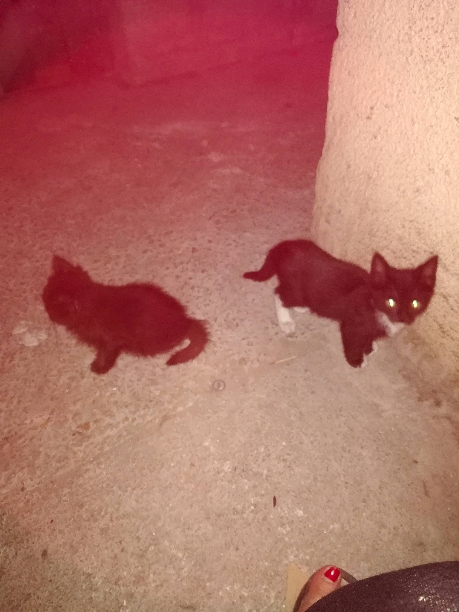 Chipie a rejoint le concours — aidez-le/la à gagner de superbes lots ! black_cat, carnivore, cat, domestic_short_haired_cat, felidae, flooring, fur, mammal, organism, paw, plant, shadow, small_to_medium_sized_cats, snout, tail, tints_and_shades, vertebrate, whiskers, window, wood