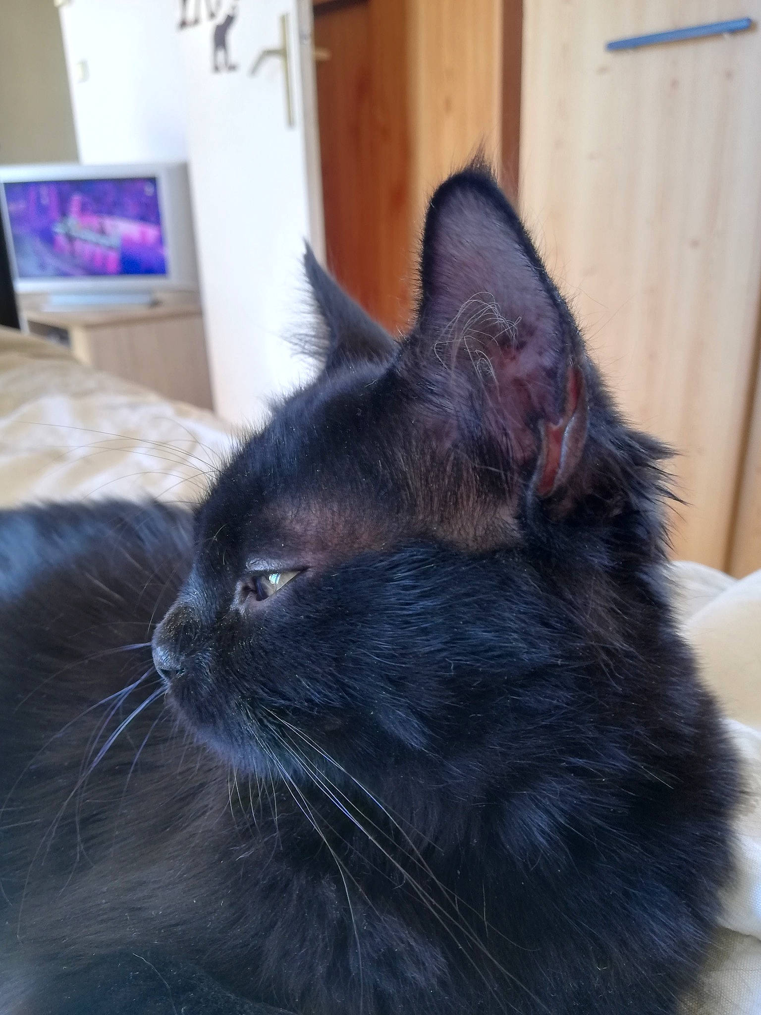 Chipie participe au concours pour gagner de l'argent avec cette photo : black_cat, bombay, carnivore, cat, claw, comfort, domestic_short_haired_cat, ear, eye, felidae, fur, hair, nap, paw, picture_frame, small_to_medium_sized_cats, snout, tail, terrestrial_animal, whiskers