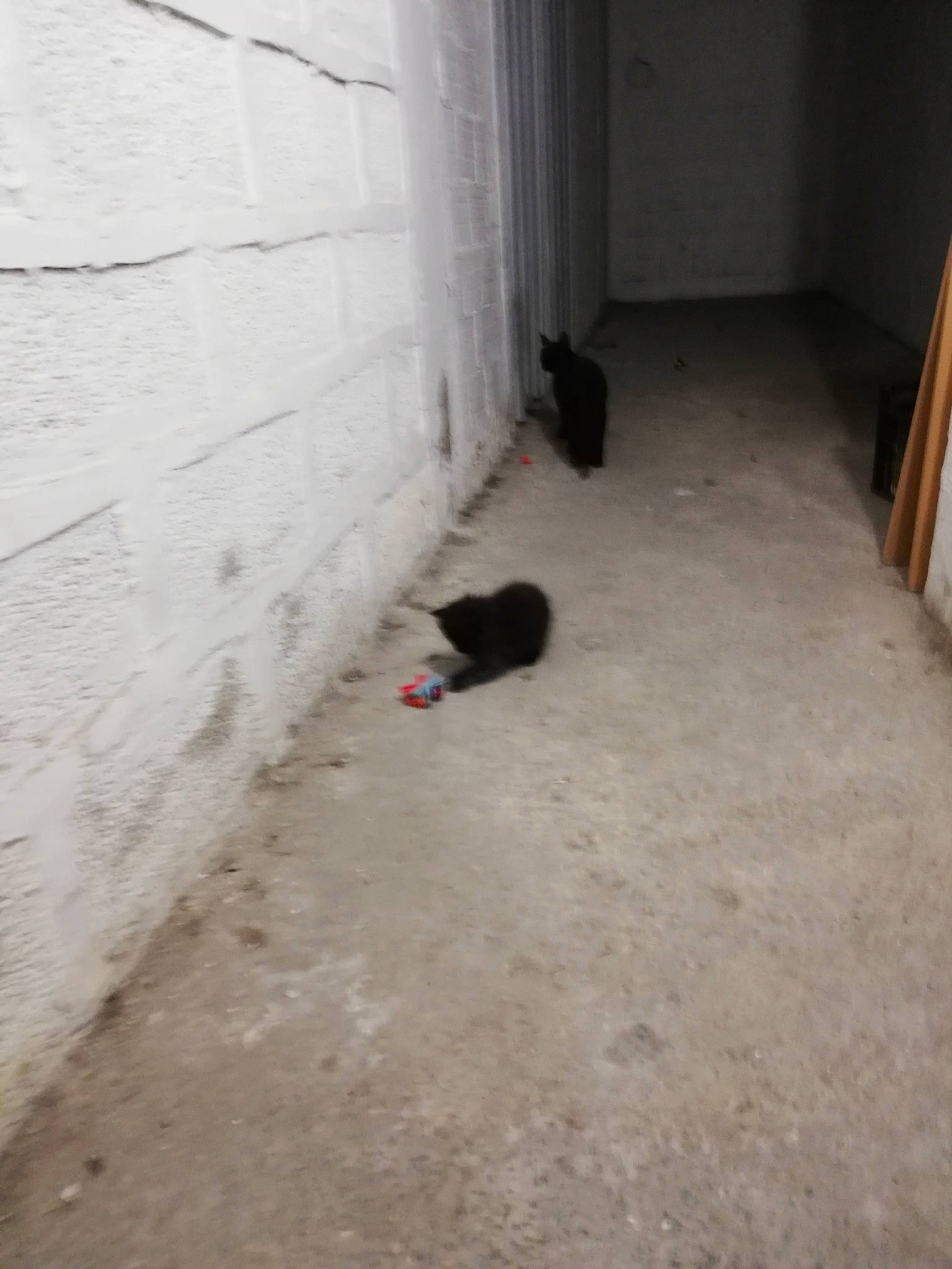 Chipie a rejoint le concours — aidez-le/la à gagner de superbes lots ! asphalt, bombay, canidae, carnivore, cat, composite_material, concrete, dog_breed, felidae, floor, flooring, hardwood, road_surface, shadow, small_to_medium_sized_cats, soil, sporting_group, tail, tints_and_shades, wood