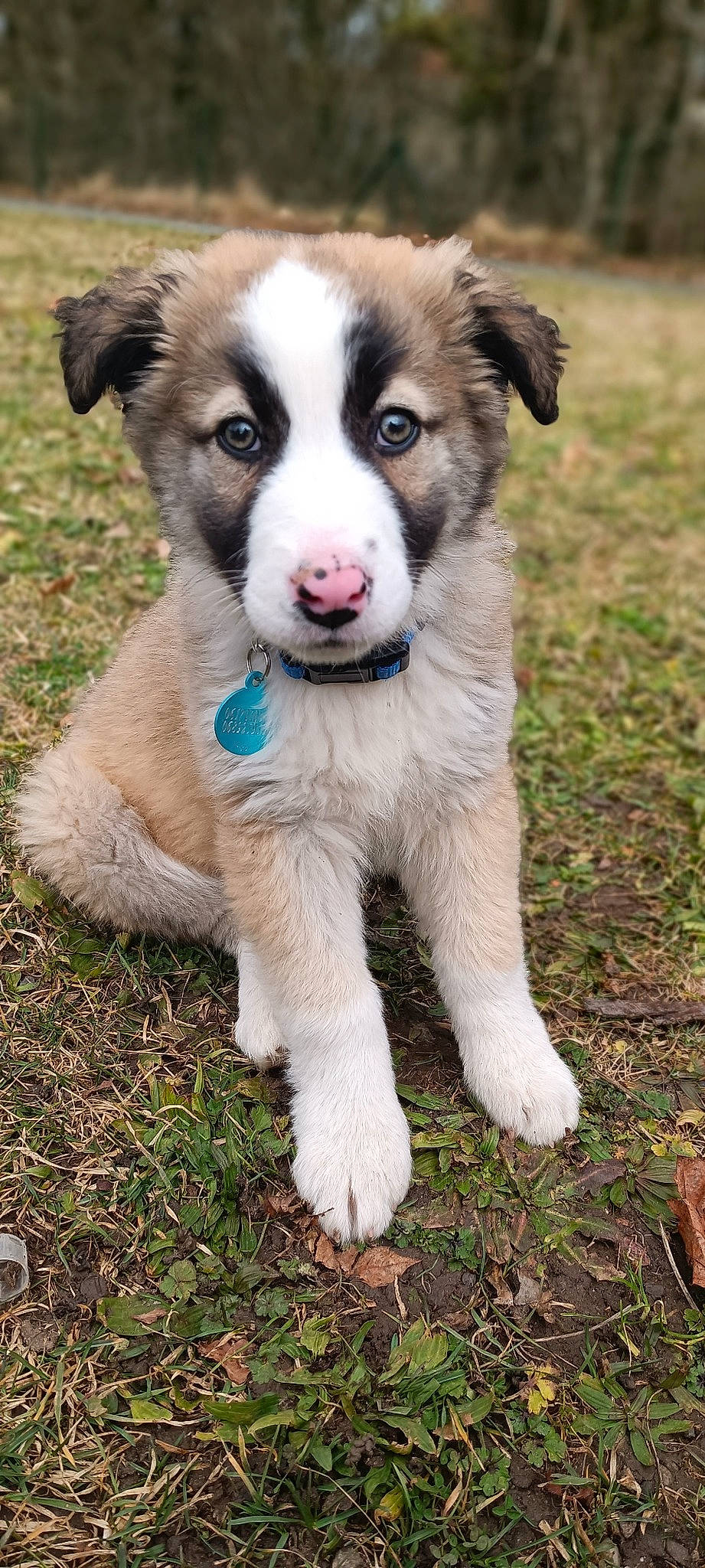 Willow a rejoint le concours — aidez-le/la à gagner de superbes lots ! ancient_dog_breeds, art, border_collie, carnivore, companion_dog, dog, dog_breed, grass, herding_dog, plant, snout, sporting_group, terrestrial_animal, working_animal, working_dog