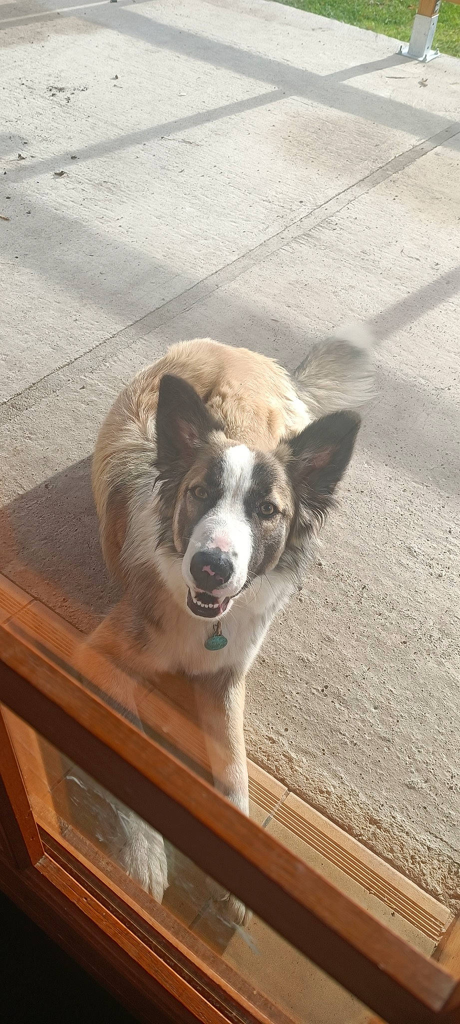 Willow participe au concours pour gagner de l'argent avec cette photo : asphalt, bench, carnivore, companion_dog, dog, dog_breed, door, fawn, floor, flooring, hardwood, paw, plant, road_surface, table, tail, whiskers, window, wood, working_animal