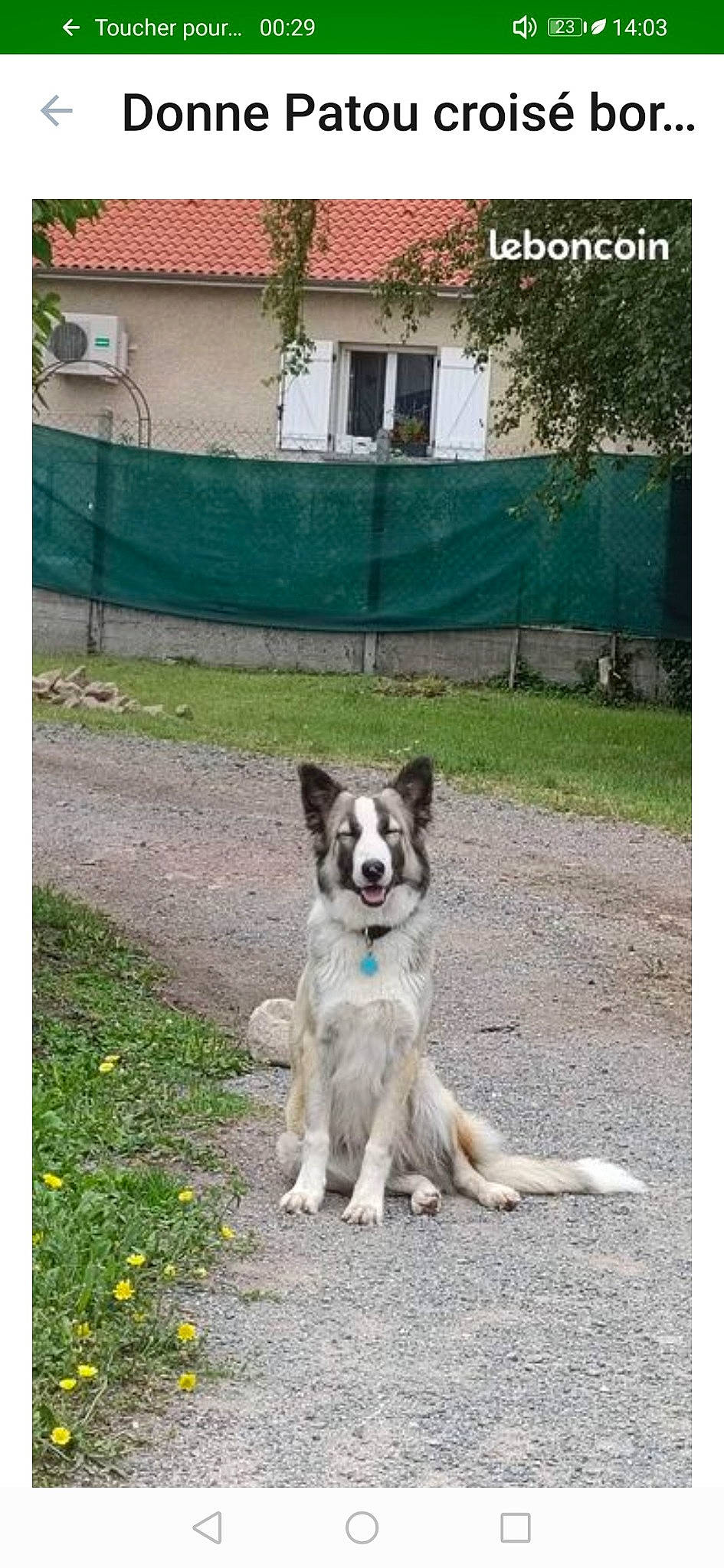 Willow participe au concours pour gagner de l'argent avec cette photo : ancient_dog_breeds, carnivore, companion_dog, dog, dog_breed, fixture, grass, plant, rectangle, sled_dog, snapshot, sporting_group, tail, terrestrial_animal, tree, window, working_animal, working_dog, yard