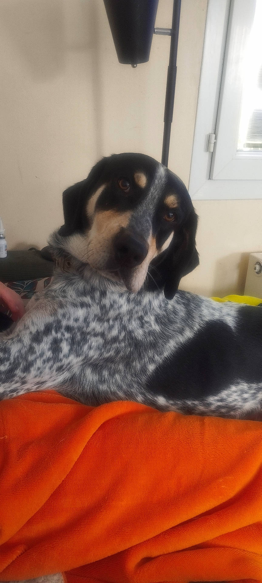 Ulys participe au concours pour gagner de l'argent avec cette photo : animal, black_and_white, blanket, brown_eyes, canine, collar, comfort, dog, furniture, home, indoor, lamp, looking_back, orange_blanket, pet, relaxed, resting, soft_lighting, speckled_coat, window