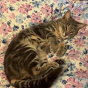 Winnie joined the competition — help win amazing prizes! cat, kitten, tabby, sleeping, curled_up, lying_down, bed, bedspread, floral, flowers, striped_fur, brown_fur, gray_fur, paws, tail, whiskers, indoors, cozy, pet, cute