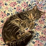 cat, kitten, tabby, sleeping, curled_up, lying_down, bed, bedspread, floral, flowers, striped_fur, brown_fur, gray_fur, paws, tail, whiskers, indoors, cozy, pet, cute