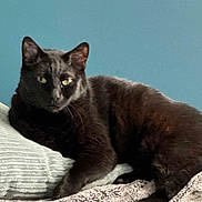 Nightmare is registered to the contest to win money with this photo: cat, black_cat, animal, pet, feline, indoor, resting, blanket, texture, fur, whiskers, ears, yellow_eyes, relaxed, cozy, home, soft, comfort, lying_down, blue_wall