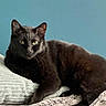 cat, black_cat, animal, pet, feline, indoor, resting, blanket, texture, fur, whiskers, ears, yellow_eyes, relaxed, cozy, home, soft, comfort, lying_down, blue_wall