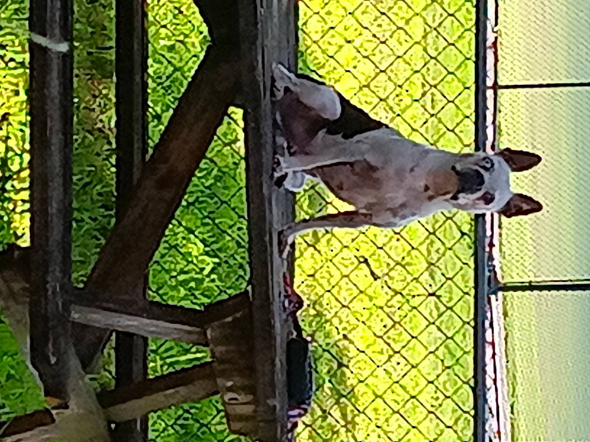 Sir Sam Haze is registered to the contest to win money with this photo: beak, cage, carnivore, chain_link_fencing, dog_breed, fawn, fence, mesh, metal, net, pet_supply, plant, service, snout, sporting_group, tail, terrestrial_animal, wire_fencing, wood, working_animal